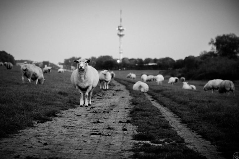 Sheep-Sheep Fotografie